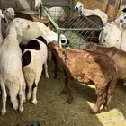 سواكن بيض بلديه معها 4 حمري مستورده لحالهن