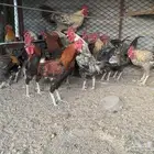 دجاج بلدي