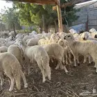 سواكني ذبايح