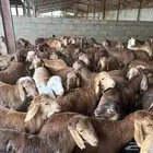 اقل سعر مواشي سواكن جملة الجمله