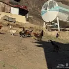 ماشاءالله أديك لبيع 40 35 و30