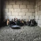 دجاج بلدي للبيع