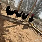دجاج بياض (تركيات فواخر)