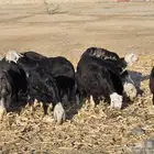 غنم نجد بيشه - الثنيه