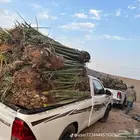 فسائل نخل للبيع جميع الأنواع