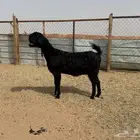 البيع عنز شامية خصم في الخرج
