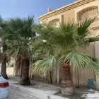 نخل زينه للليع