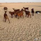 معزا محايليات العدد12 الفحل
