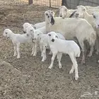 غنم رفيديات ولد غنم طيبه تبارك الله تم البيع