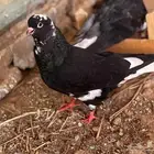جوز قطيفي