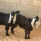 تيوس طيبه العدد 5 العلف مظغوط شعير وذره وبرسيم شي نظيف