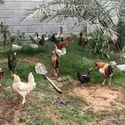 ديوك