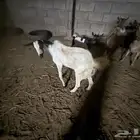 تيس للبيع السعر على السوم