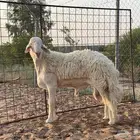 فحل حري