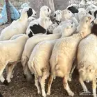 رخيل رفيدية
