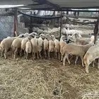 مشالله كباشه مخاصي اذكر الله