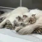 قطط هملايا تبني