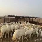 ضان مواليد للبيع