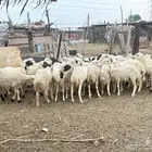 رخال
