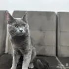 قط هملايا