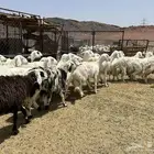 غنم مراح 20 راس