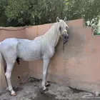 حصان شعبي