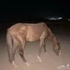 حصان للبيع شعبي عمره 4 سنوات