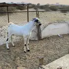 تيس فحل بيشي