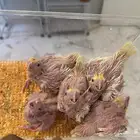 خروخ كروان لاتينو