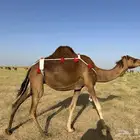 خلفه ساحلية حمراء دم