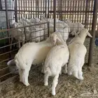 طليان ذبايح