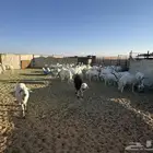 غنم العدد 43 تحتها 21 والغنم طيبه جدا بينها 2 فحول