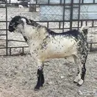 تيس بيشي