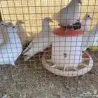 زغليل او حمام