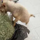 الماعز القزم