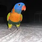 للبيع لوري ولوف ومتكلم