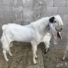 تيس فحل للبيع