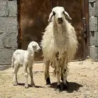 جذعة بكر صفرا متبع (تم البيع)