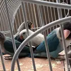 ثلاث طبات فيشر