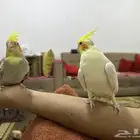 بغبغاء ذكر وانثي وليف. للبيع بكل المسلتزمات قفص كامل ولديه