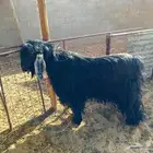 الرياض ضرماء