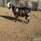 البيع عنزين في الخرج