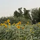 حفر آبار توازي أعماق وسطه وأمر ضمة صيانة كافة الآبار