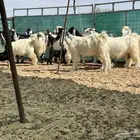 معزاء ربدا طيب جدا
