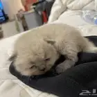 الرياض حي المونسية