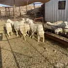 رخال نظيفه