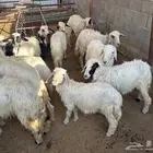 خرفان ورخال للبيع