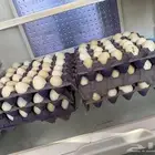 بيض بلدي
