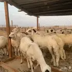 طليان سواكن جذعان ثلاجه