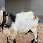تيس فحل قزمي بيور